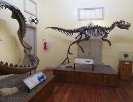 Sala de paleontología del museo